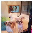 헤이독 | 대전 애견호텔 헤이독 이용 후기