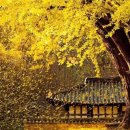 대숲사이로 흐르는 울림이 있는 가을음악회 | 아름다운 무대, 감동으로 물들다/운곡서원 가을음악회 오후 2시 공연 #페이지