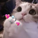 그레이스텔 | [웨딩홀] 나의 밝은 홀 어디있니