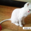 까미염색