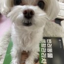 미용하는 훈련사 이미지