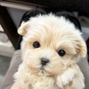 Lovely아지 | 🌸말티푸분양후기 퍼피로운 하남미사점 (아지)🌸