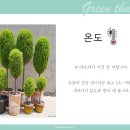 율마 이미지