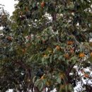 장중은농장 이미지