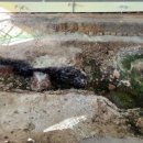 가우도 친구민박 이미지