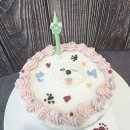 펫코노미 창업과정(수제간식) | 강아지 수제간식 창업 입체 케이크 학원 후기 월급 3배 이상 버는 중