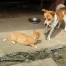 강아지와고양이 이미지