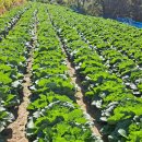 절임배추 판매 이미지