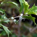 크로바 농원 이미지