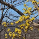 문화마당(1209) | 한국 4대 매화 '선암매' 보러 '순천 선암사(仙岩寺)'로 떠나요~!