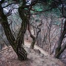 게으른 악어 이미지