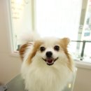 도담도담펫살롱 이미지