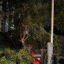 S&G TOWER | 홍콩 자유여행 1일차 일정 제니쿠키 오픈런부터 피크트램 야경까지