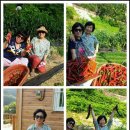 명대농장 Daum카페