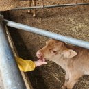 고부염소농장 이미지