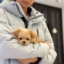 대구강아지분양 원펫 | 대구강아지분양 후기 좋은 곳 아이러브독