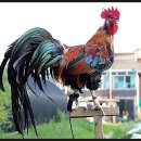 란주우육면 이미지