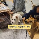 행운캔넬 | 인천 -&gt; 미국 보스턴 해외 이동봉사 후기, 하는 방법