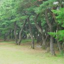소나무숲 이미지