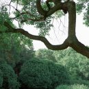 나무향기 이미지