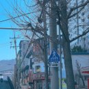 만덕청과 이미지
