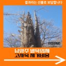 마포-현장-마포-1509 | 남양주 벌목업체 고사목 제거비용