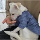 펫글타운 이미지