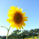 함안 해바라기축제. 이미지