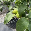 전라남도 농업기술원 과수연구소 | 바나나 꽃 핀 해남 과수연구소