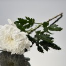 평안드림상조 이미지