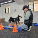 스테이영 애견학교 | 수원 반려동물 애견학교! 스테이영 애견학교 매장 소개해 드리겠습니다~!