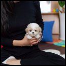 유앤미펫 강아지분양 고양이분양 시흥점 이미지