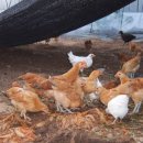 길산농장 이미지