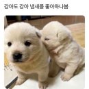 다 아는 사실이지만 진짜 머리 이렇게 감으면 정내 안남 이미지