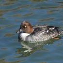 하단동1200 이미지