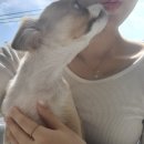 견생미생 | 애견유치원 알바 자세한 후기•̀ . •́ 강아지와 놀기만 하면 되는 꿀알바라고 생각한다면 큰코다침❌