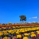 연천 전곡리 국화축제 이미지