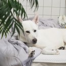 24시동물병원공감