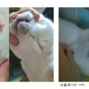 고양이 턱드름이 없어졌어요. 이미지