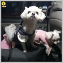 해피 펫 택시 네이버블로그