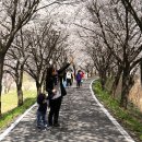 조천변 벚꽃길 이미지