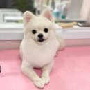 해피펫살롱 이미지