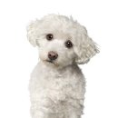 닥터멍동물병원 이미지