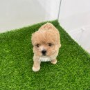 청주강아지분양 애견입양 애견미용 바른펫 이미지