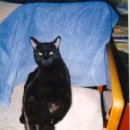 검은고양이 이미지