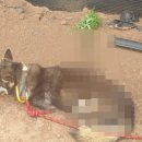 내가 쏜 닭 이미지