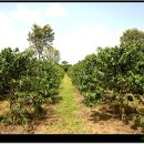 상점농장 이미지