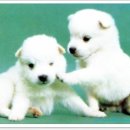 이쁜강아지 이미지