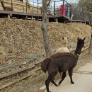 강원도동물위생시험소 | 홍천 알파카월드 후기 2편｜애니멀 퍼포먼스 시간표 &amp; 다양한 동물 체험