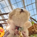 코코스퀘어 애견미용 이미지